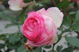 IMG_5756