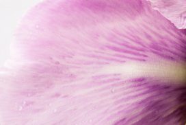 cropped-bouquet-342203_1920.jpg