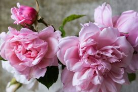 cropped-roses-828564_1920.jpg