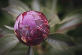 peony-4260747_1920