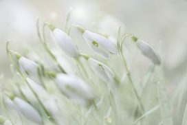 snowdrop-4875870_1920