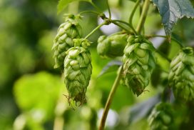 hops-3542601_1920