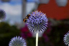 plant-4352701_1920